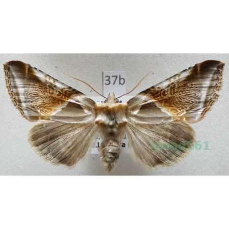 Habrosyne pyritoides (Hufnagel, 1766) Pluszówka agatka Czech37b